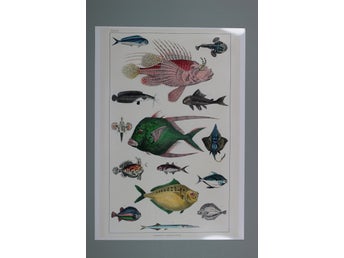 Fiskar tryck A2 (59,4cmx42cm)