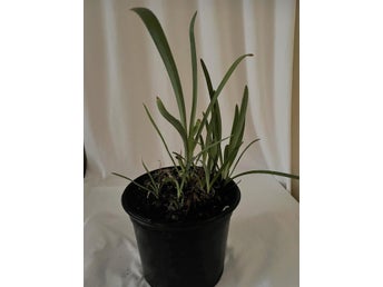 Stor Afrikas Blå Lilja. Agapanthus Blå. Kruka 20 cm i diameter.Skickas väl rotad