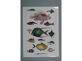 Fiskar plansch A3 (42cmx29,7cm)