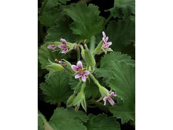 *P. CHAMAEDRYFOLIUM* - Vildpelargon minst 5 frön