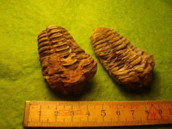 2 ST FLEXYCALYMENE-TRIOBITER FRÅN MAROCKO. CA 60 MM. CA 350 MILJ. ÅR. 90 GRAM.