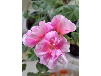 Äggskålspelargon med vackra blommor!