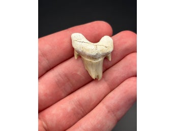 Fossil hajtand med sällsynt patologi (Otodus obliquus) – Marocko