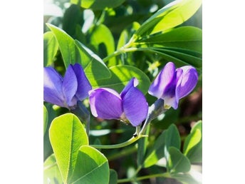 Färgväppling - Baptisia australis - sättfrön. Frakt ingår