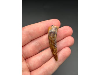 Suchomimus tenerensis, fossil tand 4,7 cm – Elrhaz Formation, Niger, ca 110
