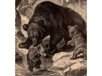 Träsnitt ”Björnmamma badar sina ungar” från 1886