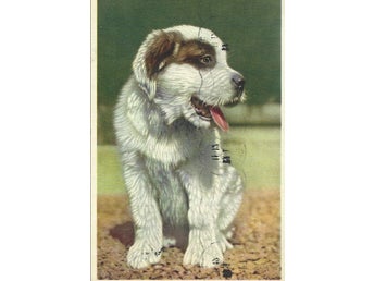 Äldre vykort på hund, postat på -50 talet.
