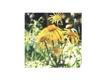 Helenium hoopesii - Gullstake