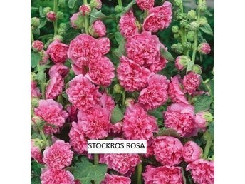 Stockros Rosa 8 frön