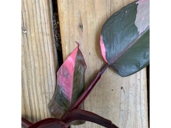 En fin stickling av Philodendron Pink Princess