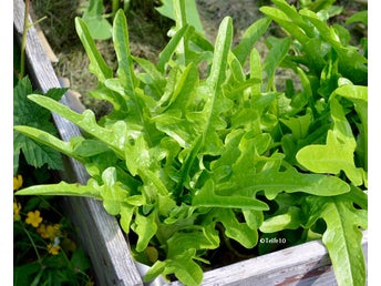 Isbergsallad, isberg4 minst 40 frön