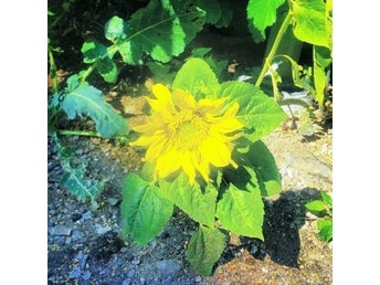 Perenn solros frön