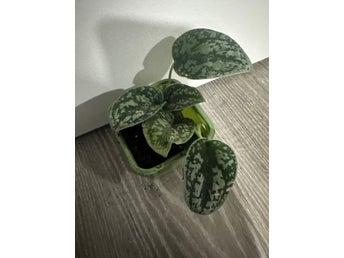 Scindapsus silver army tricolor