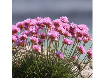 Strandtrift, trift, Armeria maritima, 20st frön.