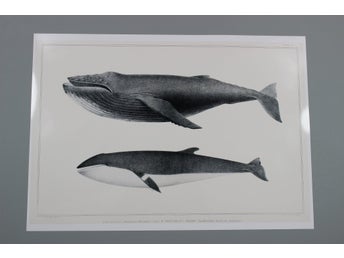 Tryck med valmotiv - Knölval och spetsfenad vikval A2 Poster (59,4cmx42cm)