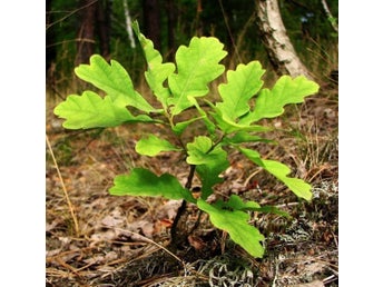 5 st ekplantor ek Blekingeek
