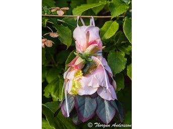 1 Fairy-dress Aprikos rosa blad blomster-klänning, Fairy-garden Älvor miniatyrer