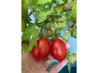 10: Tomatfrön 8 st - Principe Borghese - röd - plommontomat - 200 cm frö frön