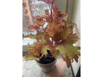 Palettblad, coleus HENNA