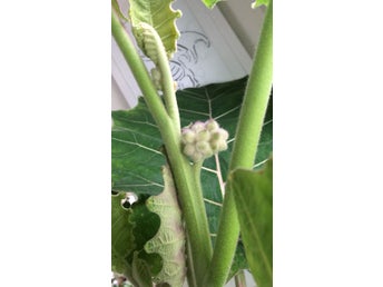 Lulo (Solanum quitoense) naranjilla 5 st frön