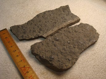 TRILOBITER AGNOSTUS PISIFORMIS FRÅN VÄSTERGÖTLAND. CA 500 MILJ. ÅR. 225 GRAM.