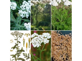 Rölleka frön - Achillea millefolium - färska sättfrön - frakt ingår