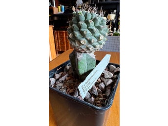Strombocactus disciformis - stam Kaktus