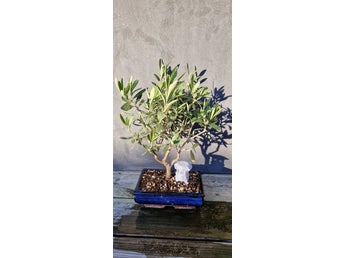 Bonsai gödningskorg egengjord