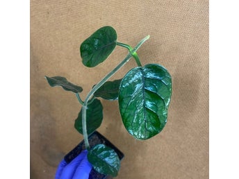 Hoya globulosa vilosa
