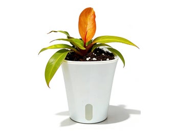 Självbevattningskruka 7.5 cm