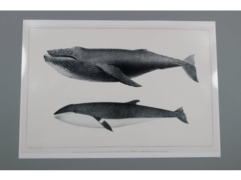 Tryck med valmotiv A3 Poster (42cmx29,7cm)