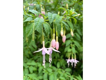 Fuchsia rosa och vit. 15st frön.