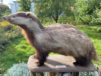 Uppstoppad Grävling Taxidermi Taxidermy Konservator Jan Ohlsson Oddities Kuriosa