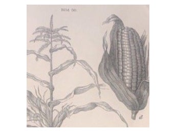 Träsnitt ”Majs” från 1898