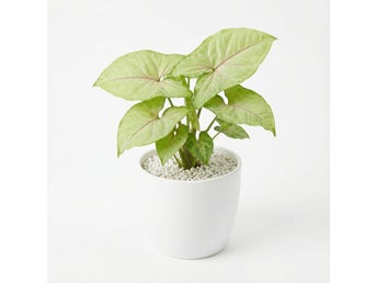 Syngonium Laila - Förbeställ