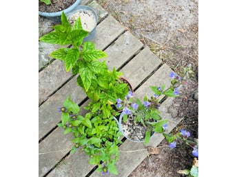 Kryddväxter: Salvia, Kungsmynta (oregano ) & klassisk Mynta