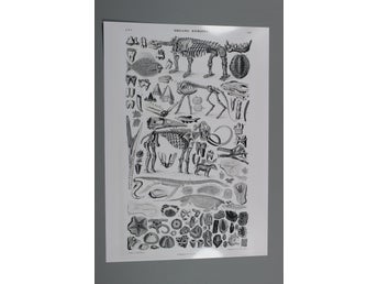 Affisch med organiska lämningar A2 Poster (59,4cmx42cm)