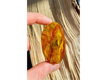 Real Baltic Amber fossil inclusions, million year old bugs