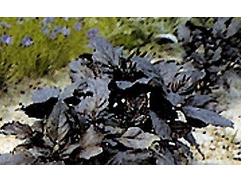 Basilikqa Dark Opal 20+frö