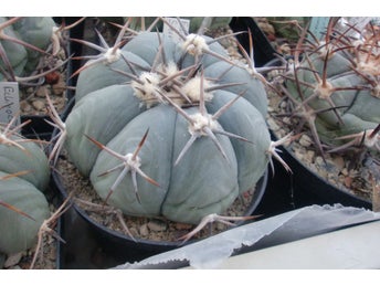 Echinocactus horizonthalonius
