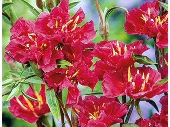 Vackert röd Clarkia Atlasbomma 20+ frö