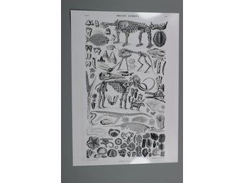 Affisch med organiska lämningar A3 (42cmx29,7cm)