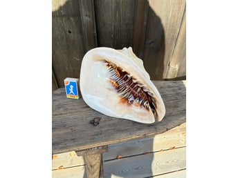 Drottningsnäcka Snäcka Shell unik