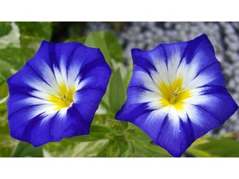 Blåvinda Tricolor, låg vacker. 10+ frön