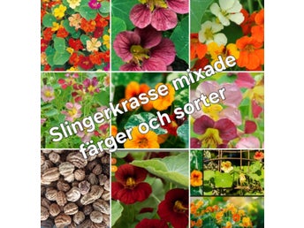 Slingerkrasse- mix färg - sättfrön . Frakt ingår.