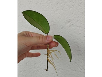 Hoya Pubicalyx 'Splash' rotad stickling