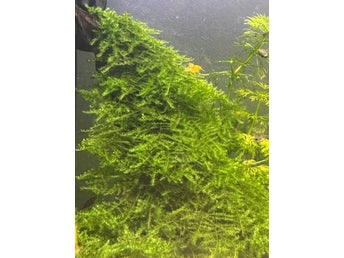 Javamossa (Taxiphyllum barbieri)