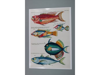 Fisk illustration A2 Poster (59,4cmx42cm)