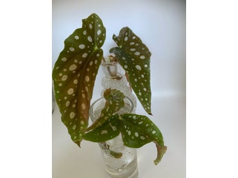 Två kraftiga sticklingar av Begonia Maculata stickling
