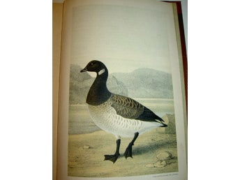 Svenska Jägareförbundets Nya tidskrift, sextonde årgången 1878. Med litografier.